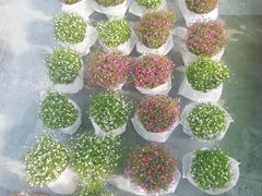 -重庆市江北嘴中央商务区中央公园