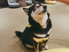 -逗柴咖啡屋·狗咖猫咖宠物桌游
