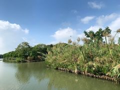 -大湾区中央湿地公园