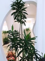 -Miss·A日式美甲美睫