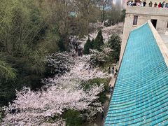 景点-武汉大学-樱园