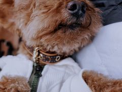 -前小桔亲子创意农场·草莓采摘·露营烧烤
