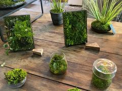 -植觉