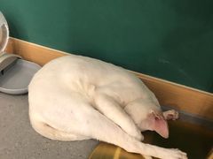 -飞行喵MR PILOT|猫舍·猫咖(静安大融城店)