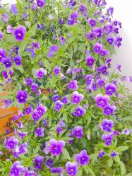 -DORA kids 朵拉儿童摄影花园店