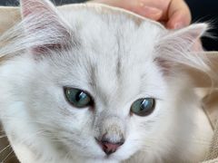 -pd派德宠物中心医院24H急重症·眼科中心·血液透析中心(嵩山北路店)