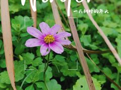 -广富林郊野公园