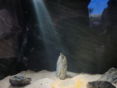 -上海海洋水族馆