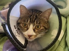 -北京派仕佳德动物医院·超导核磁·CT·神经科·骨科·内外科·急重症管理中心