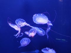 -成都浩海立方海洋公园