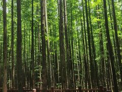 -山王坪喀斯特国家生态公园