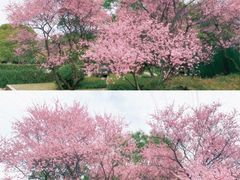 -八卦田遗址公园