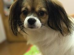 -芭比堂动物医院广州顽皮分院