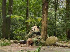 -中国大熊猫保护研究中心雅安碧峰峡基地