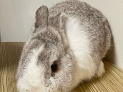 -楼上猫咖(罗湖店)