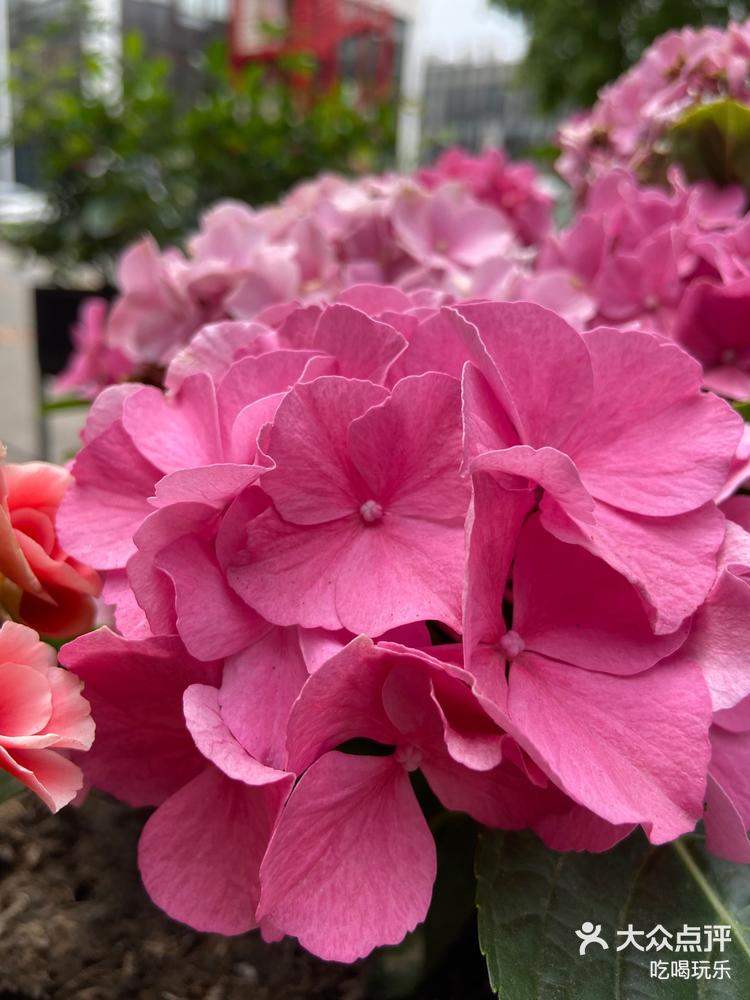 春天到处都是花开的样子