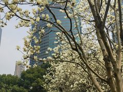 -陆家嘴中心绿地