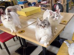 -猫咪咖啡店(新城大街店)