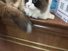 -宠爱国际动物医院·消化内科·心肾内科·ISFM猫友好(望京店)