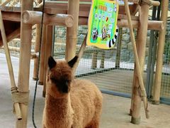 -杭州开元森泊度假乐园