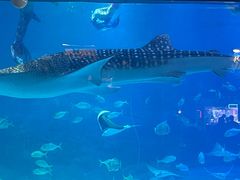 -烟台海昌鲸鲨海洋公园