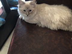 -猫咪咖啡店(新城大街店)