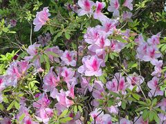 -上海共青森林公园