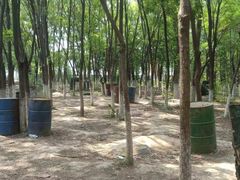 -亲兄弟真人CS团建拓展基地