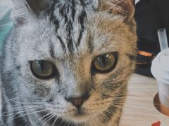 -猫和宫(六道口店)