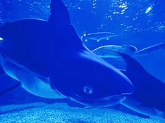 -多彩贵州城极地海洋世界