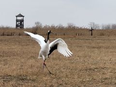 -盐城丹顶鹤湿地生态旅游区