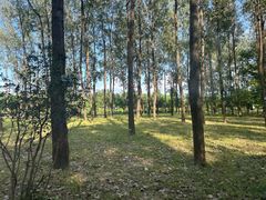 -合肥滨湖国家森林公园