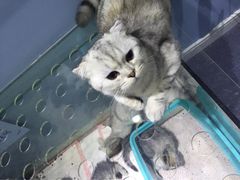 -喵的天空名猫咖啡馆·撸猫·猫舍·用品