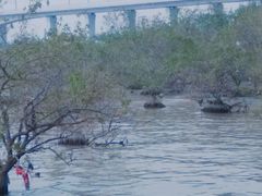 -宝安西湾红树林湿地公园