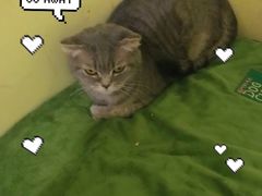 -猫色咖啡·猫咖