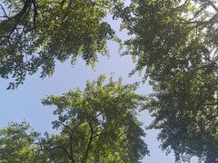 -御林古桑园