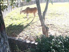 android_upload_pic-石家庄市动物园