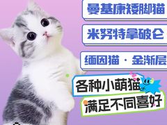 -麒麟缅因猫舍·十五年缅因猫选购中心