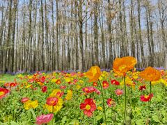 -上海共青森林公园