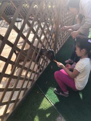 -萌宠亲子动物乐园(槐房万达店)