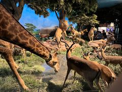 -国家自然博物馆