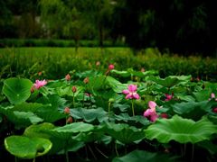 -长白岛森林公园