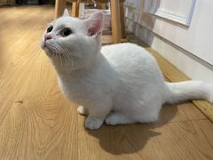 -MOCHA明星猫咖(田子坊店)