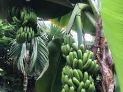 -呀路古热带植物园
