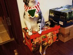 -艾贝尔宠物医院 ·内科全科(梁溪路店)