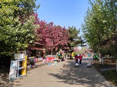 -长白岛森林公园