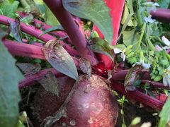 -万源龙顺度假庄园生态观光园