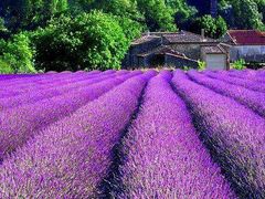 -北京东方普罗旺斯薰衣草庄园