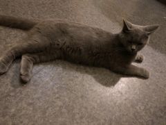 -猫色咖啡·猫咖