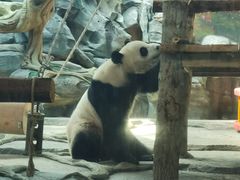 -武汉动物园